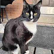 Ike joined the competition — help win amazing prizes! alert, animal, black_and_white, cat, close_up, daylight, domestic_cat, feline, fur, looking_at_camera, outdoor, paws, pet, porch, quiet, sitting, tuxedo_cat, whiskers, wooden_floor, yellow_eyes