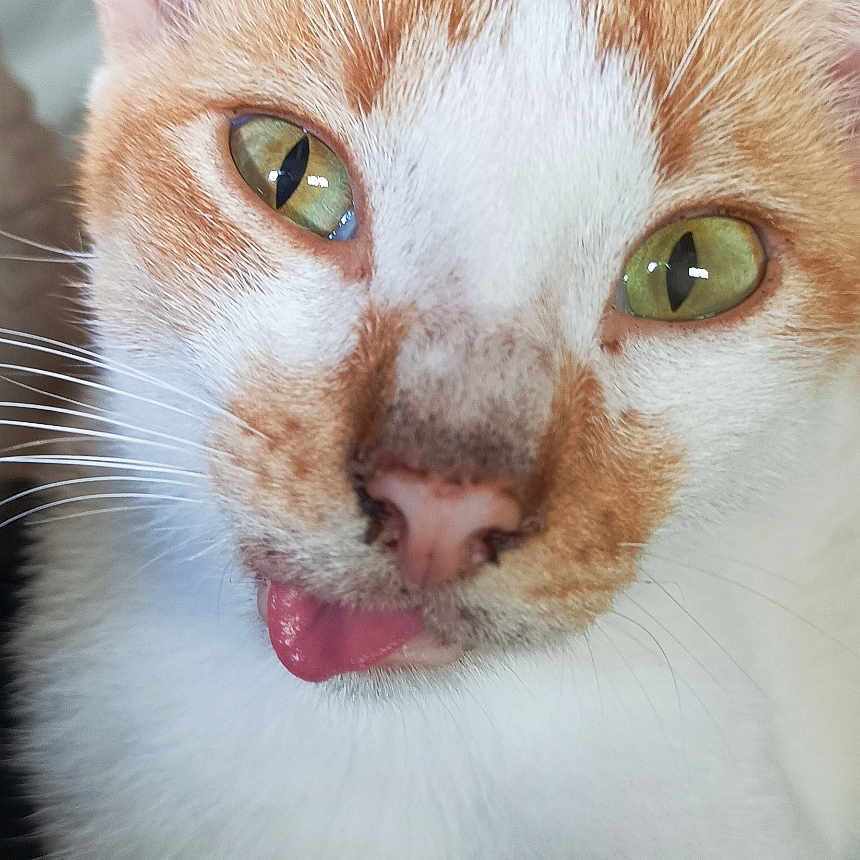 Isabelle Noel participe au concours pour gagner de l'argent avec cette photo : animal, cat, close_up, curious, cute, domestic_cat, ears, face, feline, fur, green_eyes, indoor, mammal, nose, orange_and_white, pet, portrait, soft_texture, tongue_out, whiskers