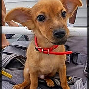 Guizmo participe au concours pour gagner de l'argent avec cette photo : puppy, dog, red_collar, backpack, small_dog, ears, cute, pet, animal, sitting, brown_fur, young_dog, indoor, floor, person, legs, shoe, curious, close_up, face