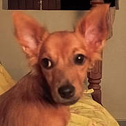 Guizmo participe au concours pour gagner de l'argent avec cette photo : dog, small_dog, pet, brown_fur, ears, eyes, nose, blanket, bed, indoor, portrait, close_up, wooden_post, headboard, sitting, shallow_depth_of_field, blur, curious, night_light, cute