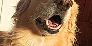 Riley participe au concours pour gagner de l'argent avec cette photo : animal, bracelet, canine, close_up, dog, domestic, friendly, fur, golden_retriever, hand, happy, indoor, mouth_open, pet, portrait, shadow, sunlight, teeth, warm_light, wooden_cabinet