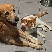 Riley participe au concours pour gagner de l'argent avec cette photo : animal, cat, companion, cute, dog, domestic_animal, floor, friendship, fur, golden_dog, happy, indoor, mammal, orange_cat, paw, pet, relaxed, resting, tail, tile_floor