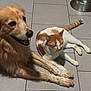 animal, cat, companion, cute, dog, domestic_animal, floor, friendship, fur, golden_dog, happy, indoor, mammal, orange_cat, paw, pet, relaxed, resting, tail, tile_floor