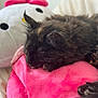 Anaya participe au concours pour gagner de l'argent avec cette photo : kitten, sleeping, plush_toy, pink_cushion, tortoiseshell, fur, soft, cute, cozy, indoor, resting, animal, pet, closeup, bed, feline, adorable, comfort, snuggling, stuffed_animal