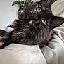 kitten, cat, fluffy, fur, pet, animal, indoor, curious, lying_down, close_up, face, whiskers, ears, eyes, soft, cozy, background_blur, household, couch, relaxed