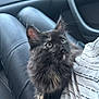Anaya participe au concours pour gagner de l'argent avec cette photo : kitten, cat, tortoiseshell, pet, furry, indoor, car, lap, person, clothing, black_pants, white_shirt, dashboard, door_handle, curious, wide_eyes, young_animal, sitting, looking_up, feline
