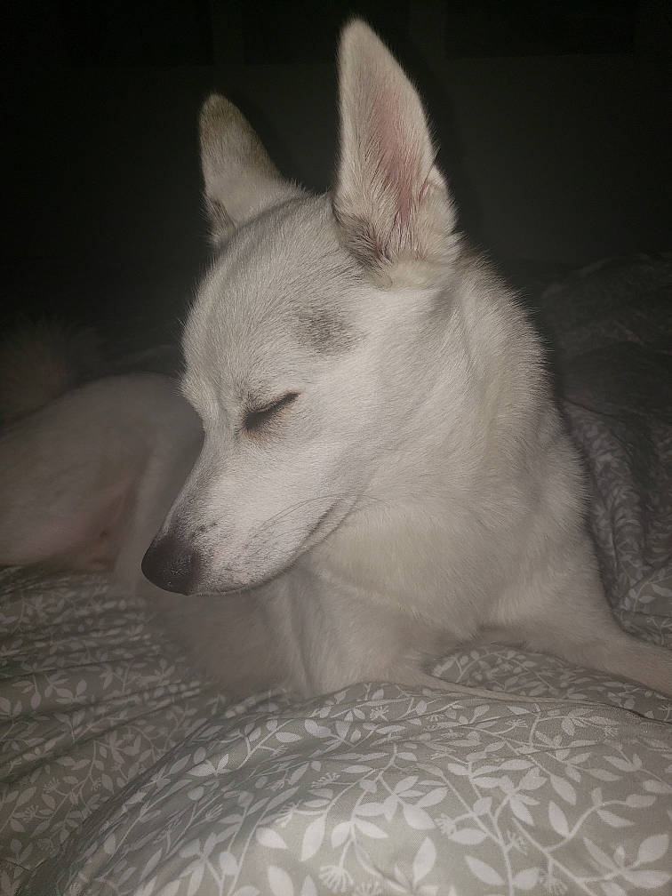 Leo joined the competition — help win amazing prizes! berger_blanc_suisse, canaan_dog, canidae, carnivore, dog, dog_breed, indian_spitz, kishu, korean_jindo_dog, mammal, non_sporting_group, northern_inuit_dog, norwegian_buhund, rare_breed_dog, siberian_husky, vertebrate, white_shepherd, wolfdog