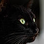 Blacky a rejoint le concours — aidez-le/la à gagner de superbes lots ! alert, animal, black_cat, cat, close_up, curious, dark_background, domestic_cat, face, feline, fur, green_eyes, indoor, looking_away, mammal, pet, portrait, side_view, soft_lighting, whiskers
