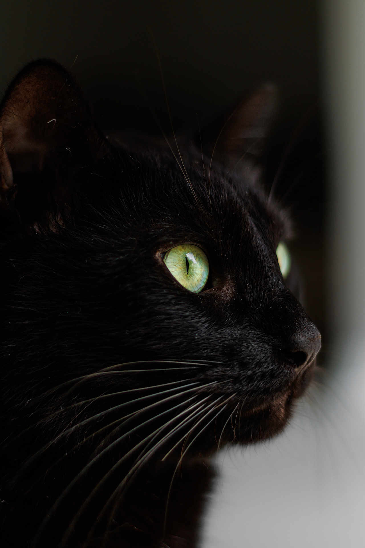 Blacky a rejoint le concours — aidez-le/la à gagner de superbes lots ! alert, animal, black_cat, cat, close_up, curious, dark_background, domestic_cat, face, feline, fur, green_eyes, indoor, looking_away, mammal, pet, portrait, side_view, soft_lighting, whiskers