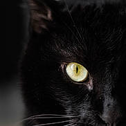 Blacky a rejoint le concours — aidez-le/la à gagner de superbes lots ! animal, animal_face, black_cat, black_fur, cat_eye, close_up, closeup_photo, dark_background, domestic_cat, eye_detail, feline, fur, indoor, mystery, pet, portrait, sharp_focus, whisker_detail, whiskers, yellow_eye