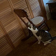 Skye joined the competition — help win amazing prizes! cat, chair, carpet, wooden_closet, indoor, furniture, pet, curious, brown, white, striped, floor, room, house, domestic, animal, side_view, quiet, still_life, vintage