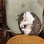 Star is registered to the contest to win money with this photo: animal, architecture, armchair, building, cat, chair, couch, cushion, furniture, hardwood, homedecor, indoors, kitten, linen, livingroom, manx, person, pet, sleeping, wood
