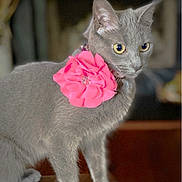 Bella joined the competition — help win amazing prizes! cat, gray_cat, flower_collar, pink_flower, pet, animal, feline, indoor, close_up, portrait, whiskers, ears, yellow_eyes, fur, domestic_cat, table, curious, sitting, soft_light, blurred_background