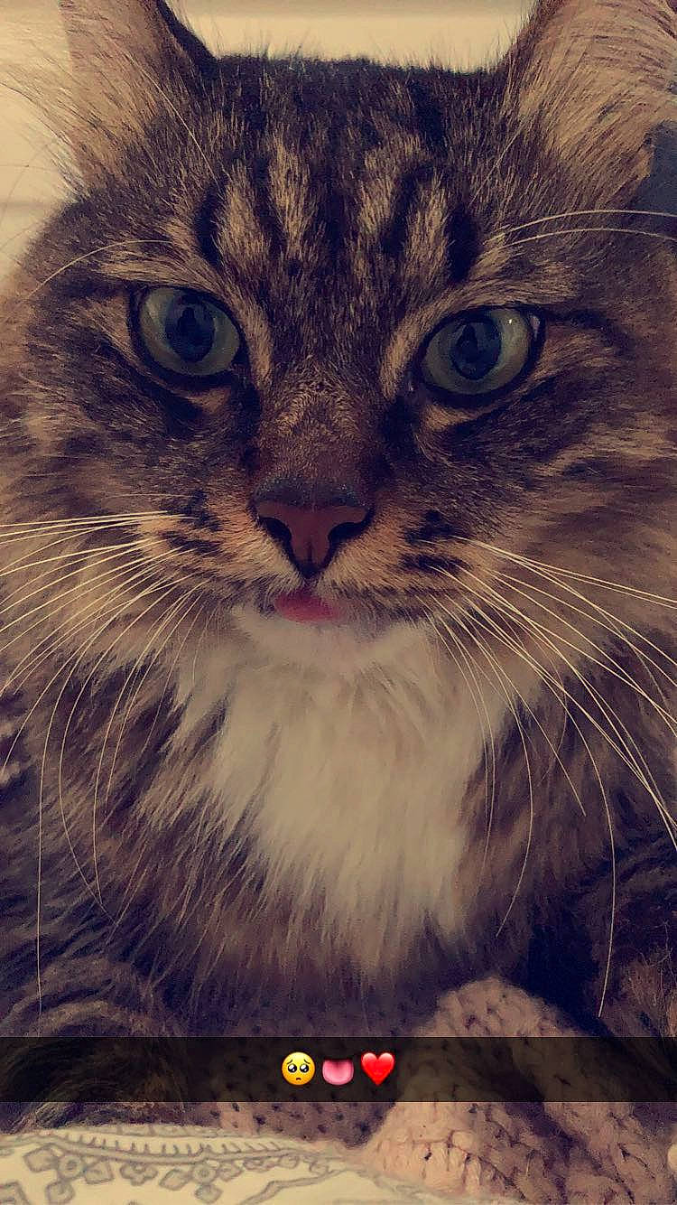 Warwick a rejoint le concours — aidez-le/la à gagner de superbes lots ! carnivore, cat, domestic_short_haired_cat, felidae, fur, grass, illustration, paw, photo_caption, rectangle, small_to_medium_sized_cats, square, stock_photography, terrestrial_animal, whiskers, window