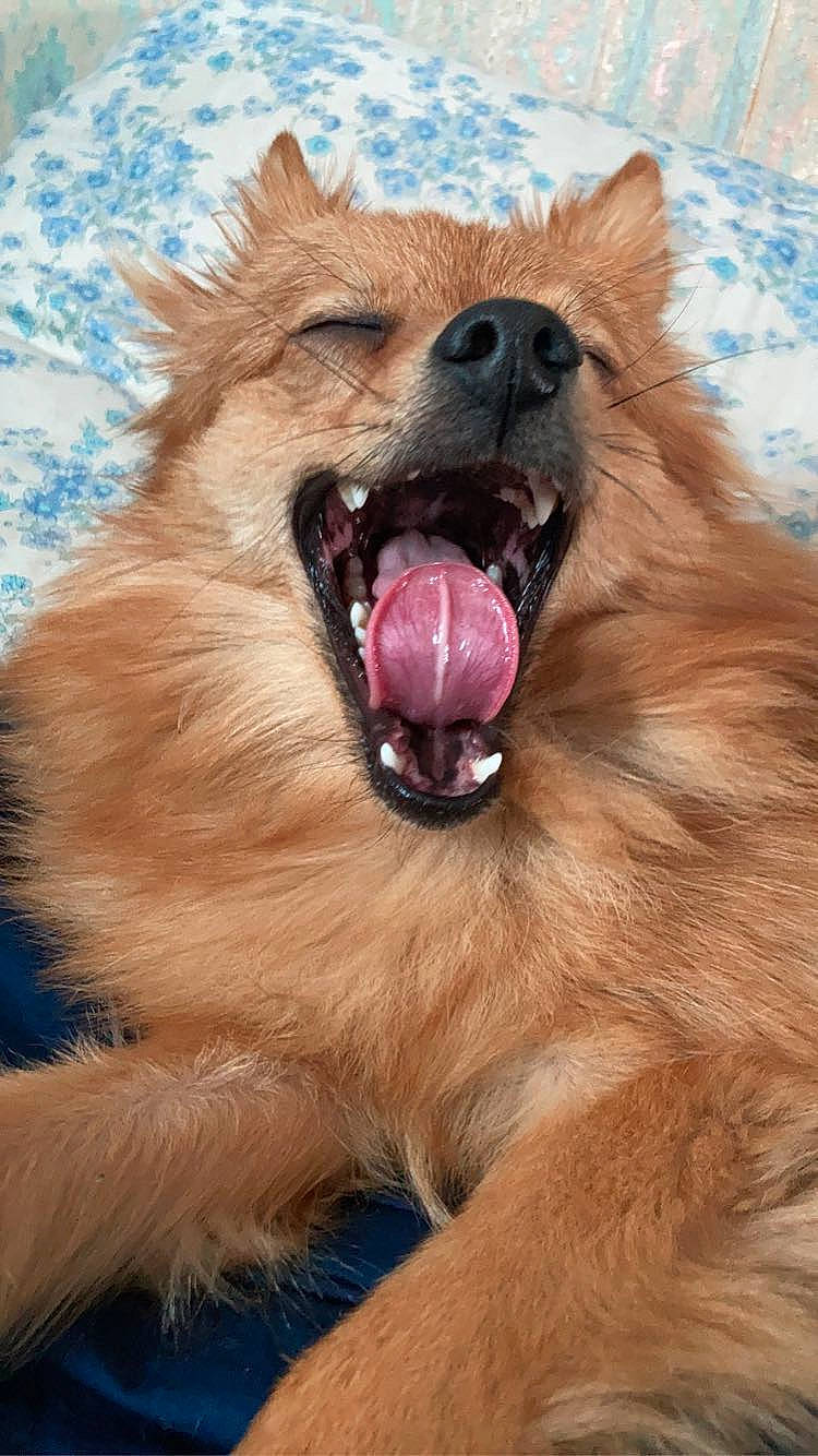 Shanel a rejoint le concours — aidez-le/la à gagner de superbes lots ! carnivore, close_up, companion_dog, dog, dog_breed, eye, fang, fawn, jaw, liver, roar, shout, snout, spitz, sporting_group, terrestrial_animal, tongue, tooth, whiskers, yawn