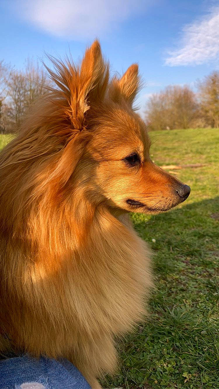 Shanel participe au concours pour gagner de l'argent avec cette photo : canidae, carnivore, cloud, companion_dog, dog, dog_breed, fawn, fur, grass, liver, plant, sky, snout, sporting_group, terrestrial_animal, tree, volpino_italiano, whiskers, wildlife, working_dog