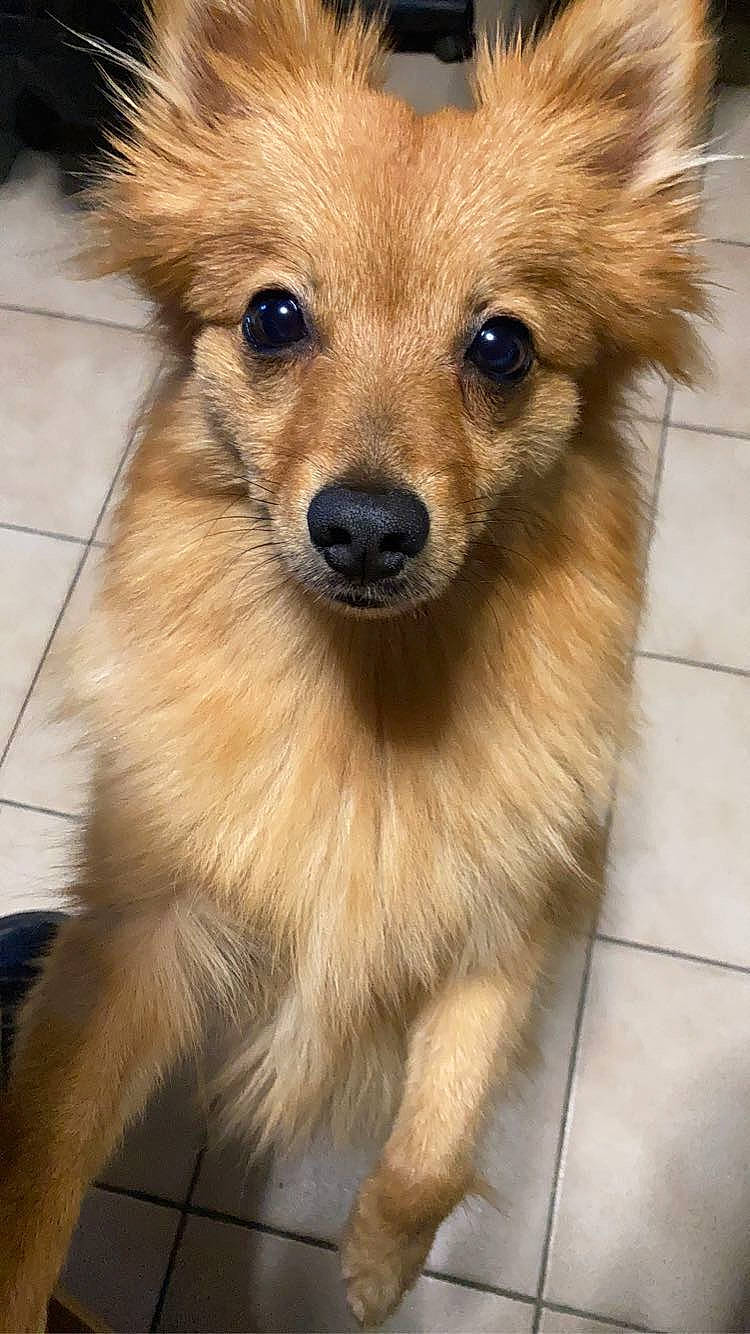 Shanel a rejoint le concours — aidez-le/la à gagner de superbes lots ! ancient_dog_breeds, canidae, carnivore, companion_dog, dog, dog_breed, eye, fawn, fur, head, iris, non_sporting_group, plant, snout, sporting_group, terrestrial_animal, tile_flooring, whiskers, wildlife, working_animal