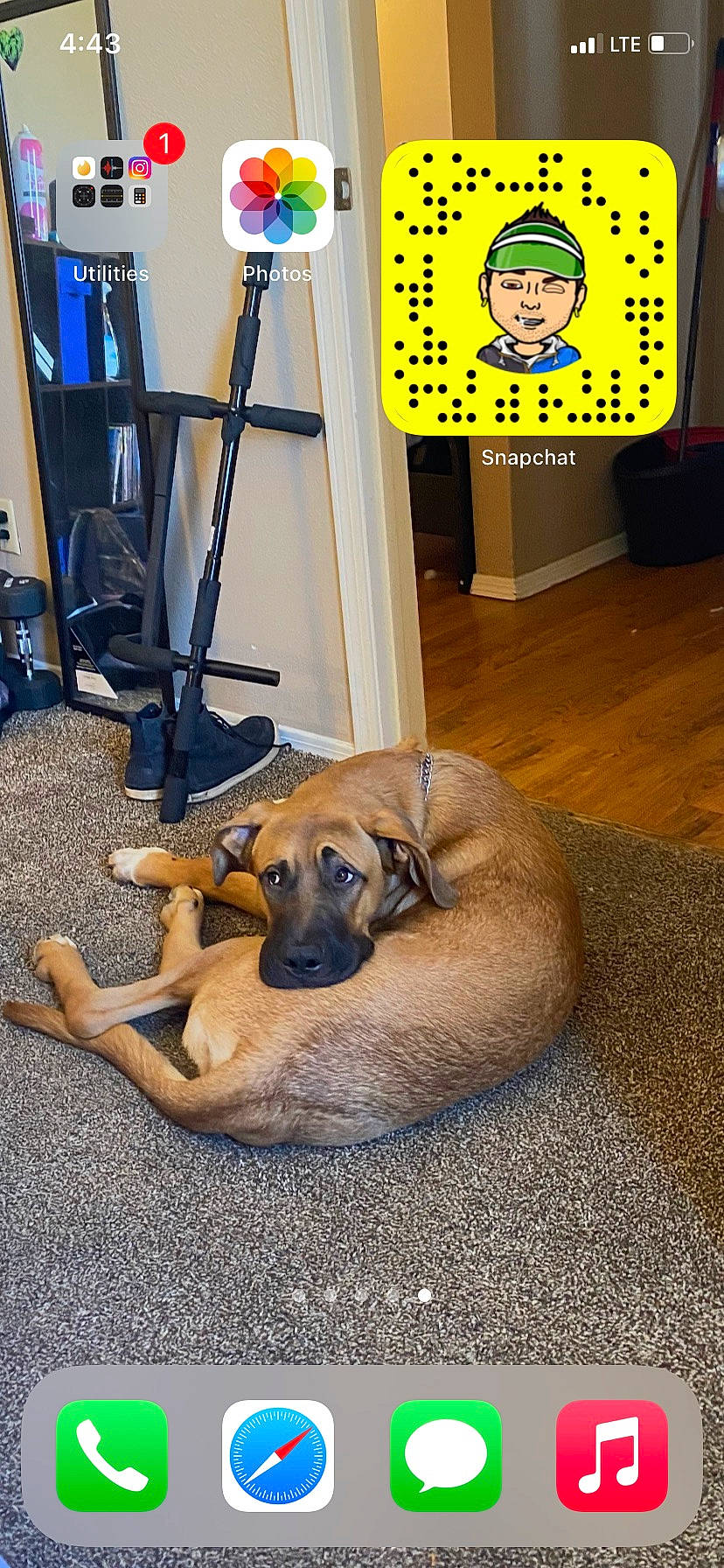 Rambo is registered to the contest to win money with this photo: canidae, carnivore, chair, comfort, companion_dog, dog, dog_breed, fawn, floor, flooring, hardwood, non_sporting_group, paw, pet_supply, room, sporting_group, terrestrial_animal, wood, working_animal, working_dog