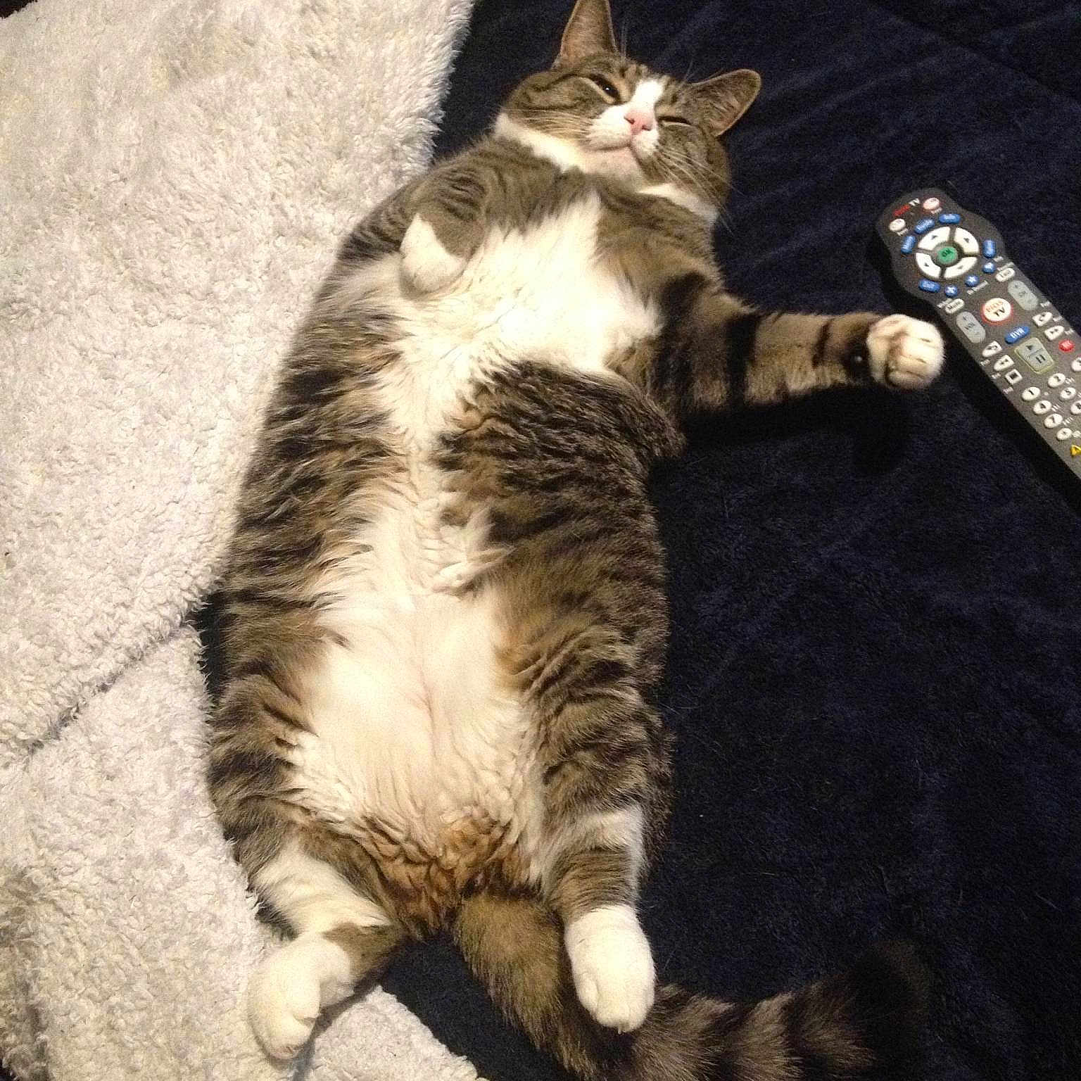 Sox is registered to the contest to win money with this photo: