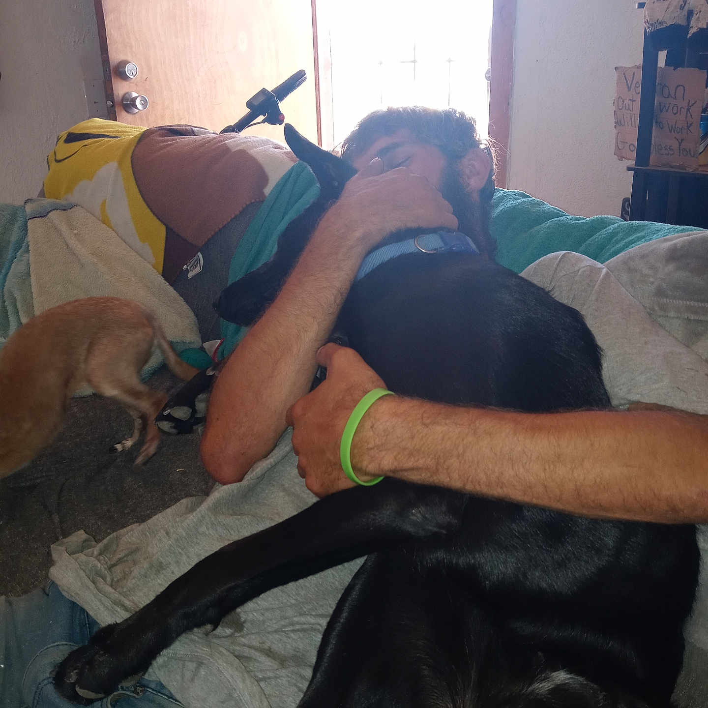 Lobo joined the competition — help win amazing prizes! arm, black_dog, blanket, brown_dog, casual_clothing, collar, couch, dog, door, floor, hand, home, hugging, indoor, keychain, light, person, sign, water_bottle, window