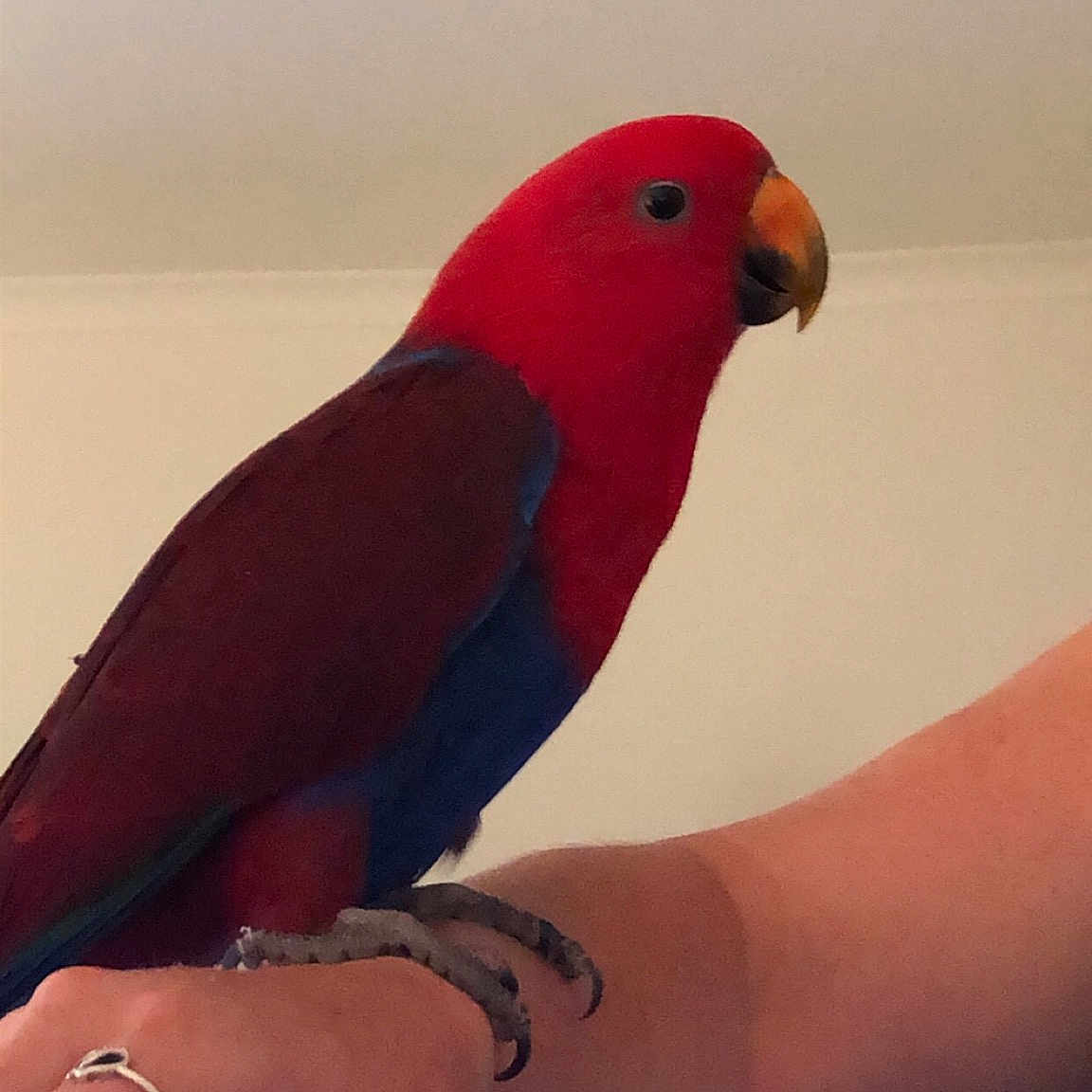 Elmo joined the competition — help win amazing prizes! beak, bird, budgie, feather, finger, hand, leg, lorikeet, lovebird, nail, parakeet, parrot, red, wing