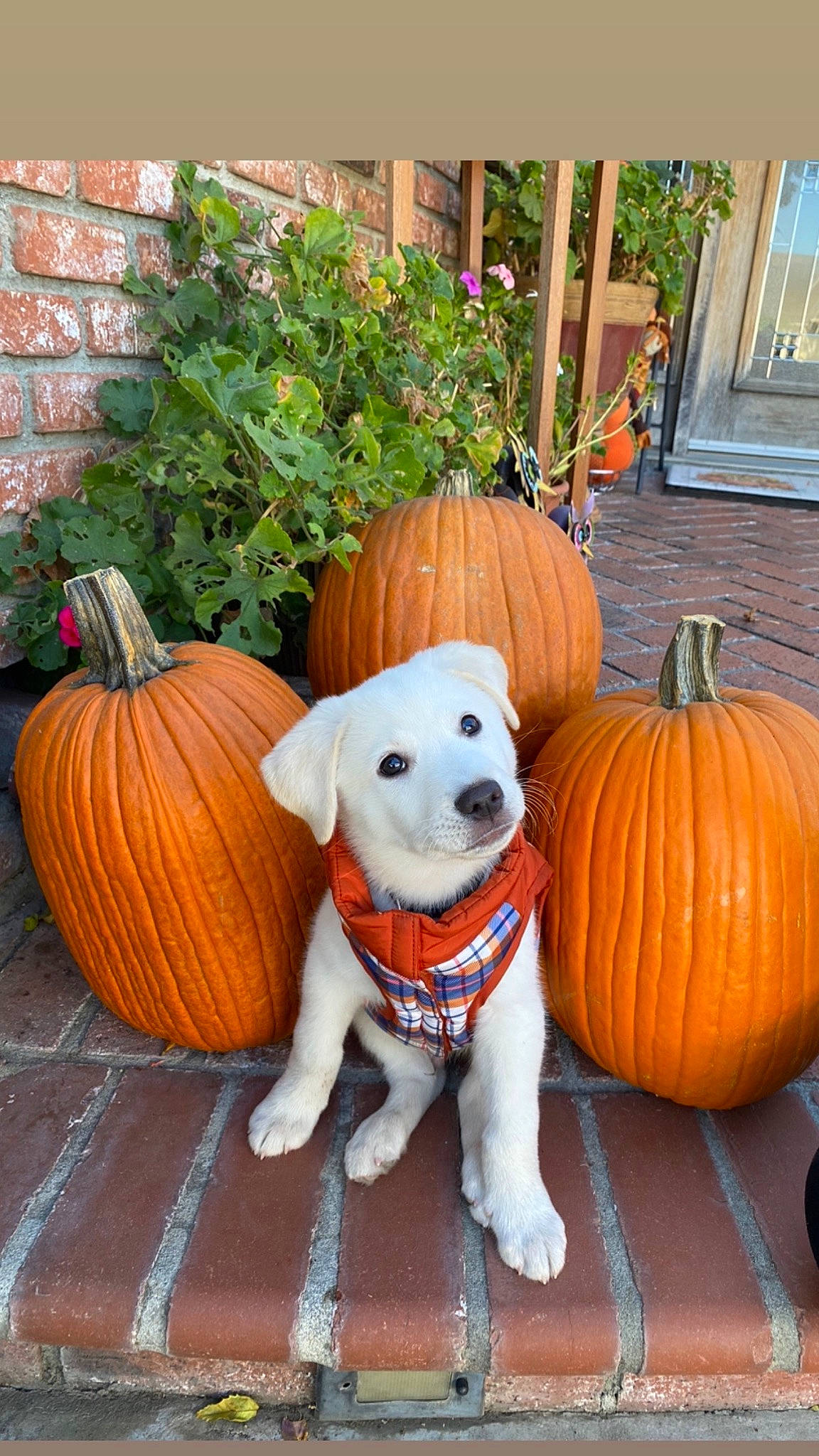Mylo is registered to the contest to win money with this photo: calabaza, carnivore, companion_dog, cucurbita, dog, dog_breed, fawn, flooring, gourd, grass, natural_foods, orange, plant, porch, pumpkin, squash, vegetable, winter_squash, wood, working_animal