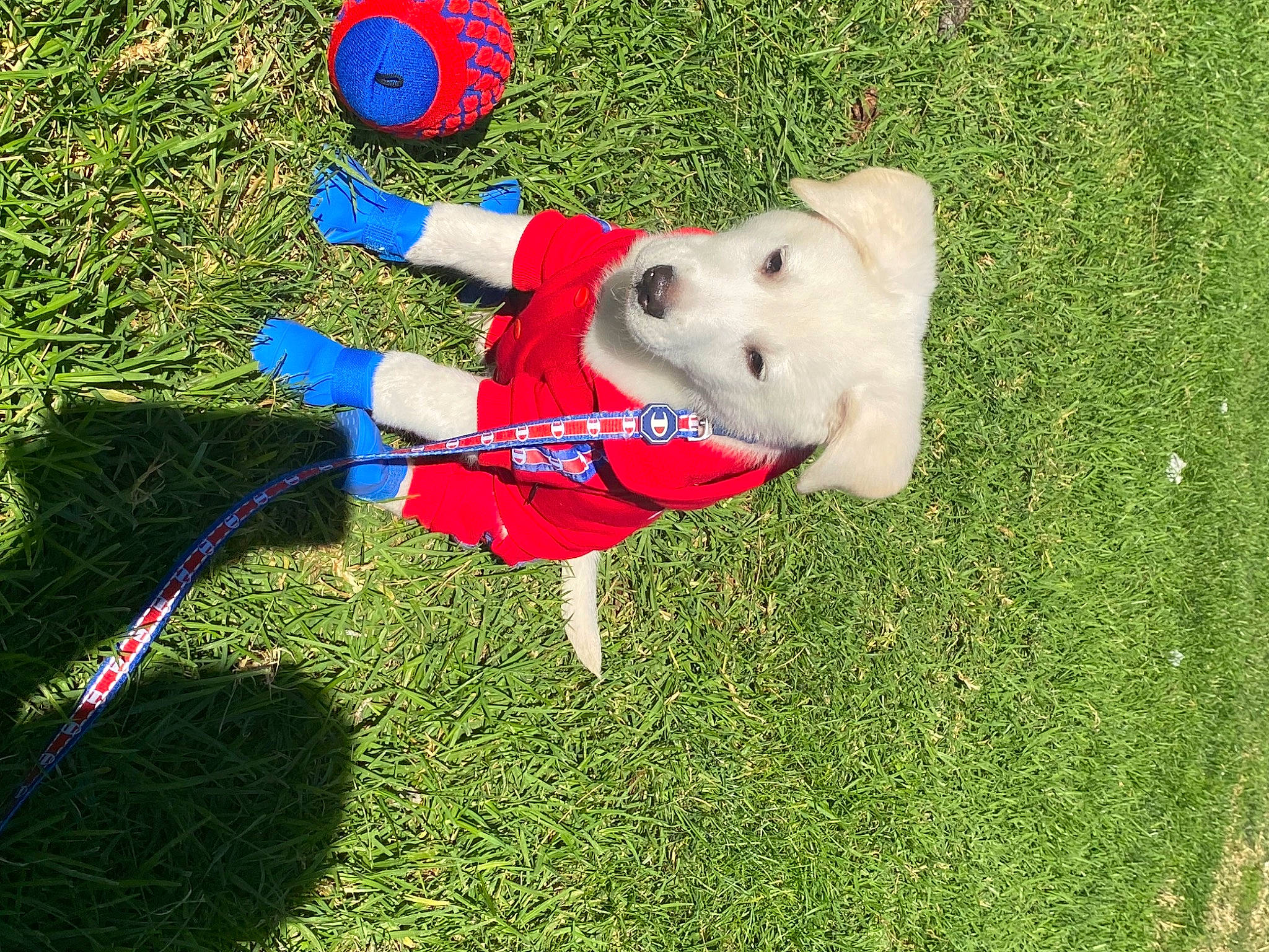 Mylo is registered to the contest to win money with this photo: canidae, carmine, carnivore, collar, companion_dog, dog, dog_breed, dog_supply, electric_blue, fawn, grass, grassland, lawn, leash, plastic, recreation, sporting_group, tail, toy, working_animal