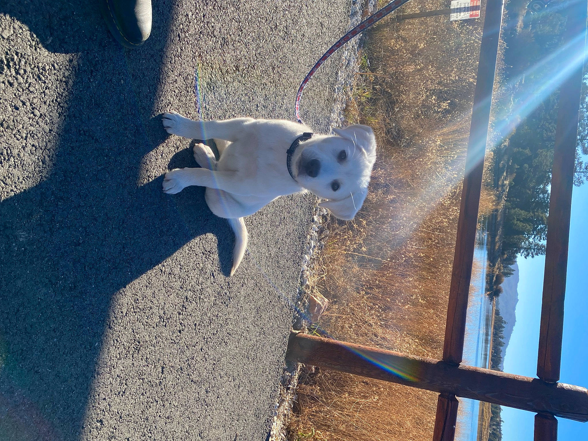 Mylo is registered to the contest to win money with this photo: art, canidae, carnivore, city, collar, companion_dog, dog, dog_breed, electric_blue, fawn, line, reflection, road_surface, shadow, sidewalk, snout, sporting_group, tail, water, wood