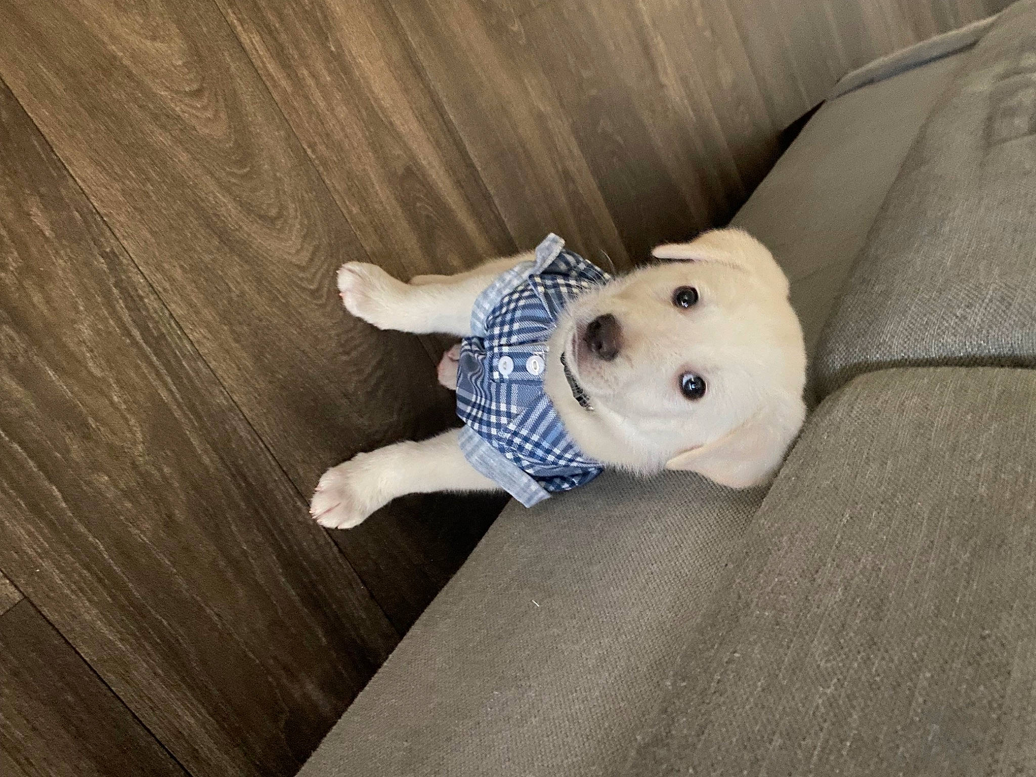 Mylo is registered to the contest to win money with this photo: baby, baby_toddler_clothing, canidae, child, comfort, companion_dog, dog_breed, fawn, floor, flooring, fur, grey, hardwood, linens, snout, sporting_group, stuffed_toy, toddler, toy, wood