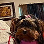 Lil Momma is registered to the contest to win money with this photo: dog, small_dog, pet, indoor, pink_bow, pink_outfit, fur, close_up, face, ears, nose, person, clothing, curtains, wall_art, frame, cozy, resting, brown_fur, black_fur