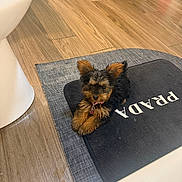 Lil Momma is registered to the contest to win money with this photo: puppy, dog, small_dog, black_and_brown_fur, mat, prada_logo, wooden_floor, indoor, bathroom, toilet, floor_mat, collar, pet, cute, relaxed, fur, animal, domestic, laying_down, household