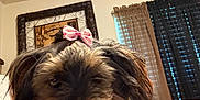 Lil Momma is registered to the contest to win money with this photo: dog, pet, indoor, close_up, bow, fur, cute, small_dog, lying_down, face, pink, decor, curtains, wall_art, cozy, animal, companion, relaxed, household, portrait