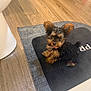 Lil Momma is registered to the contest to win money with this photo: puppy, dog, small_dog, floor, mat, brown, black, fur, pet, indoor, wood_floor, curious, ears, cute, animal, domestic_animal, collar, sitting, looking_up, bathroom