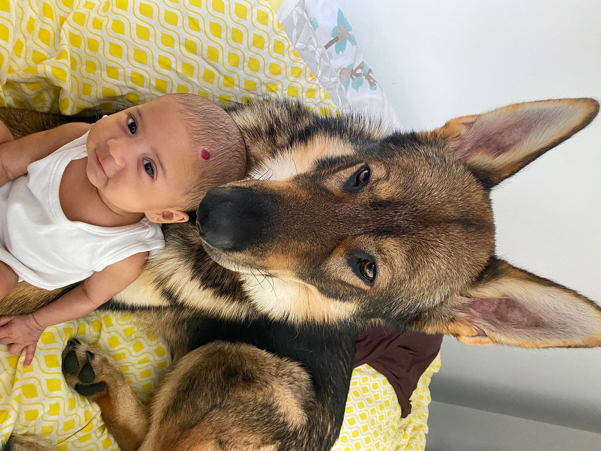 Aryan joined the competition — help win amazing prizes! canidae, carnivore, czechoslovakian_wolfdog, dog, dog_breed, ear, mammal, person, puppy, snout, vertebrate, wolfdog