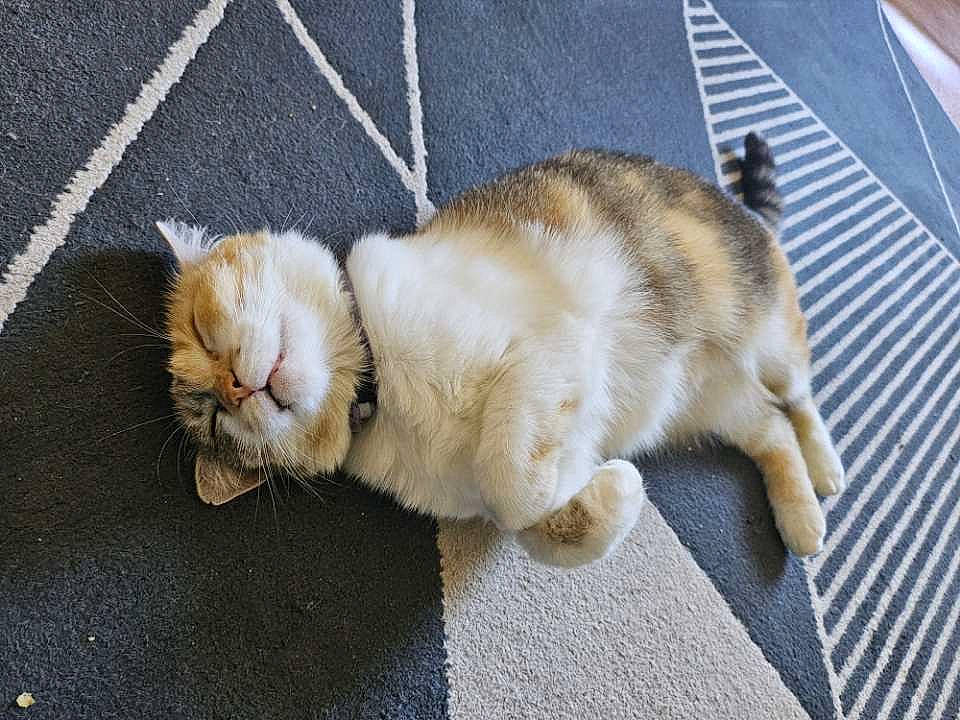 Chouquette a rejoint le concours — aidez-le/la à gagner de superbes lots ! asphalt, canidae, carnivore, cat, claw, companion_dog, dog_breed, domestic_short_haired_cat, fawn, felidae, fur, leash, paw, road_surface, sidewalk, small_to_medium_sized_cats, sporting_group, tail, terrestrial_animal, whiskers