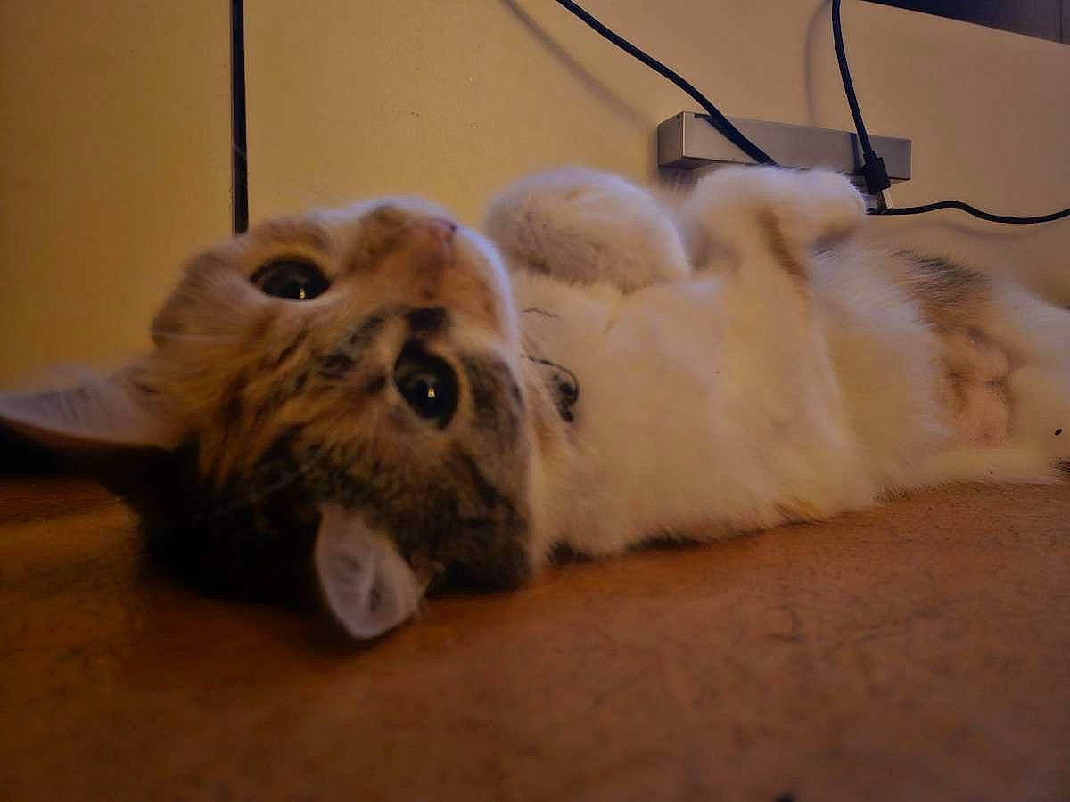 Chouquette participe au concours pour gagner de l'argent avec cette photo : canidae, carnivore, cat, cat_toy, claw, comfort, dog_breed, domestic_short_haired_cat, fawn, felidae, flooring, fur, hardwood, paw, small_to_medium_sized_cats, snout, tail, terrestrial_animal, whiskers, wood