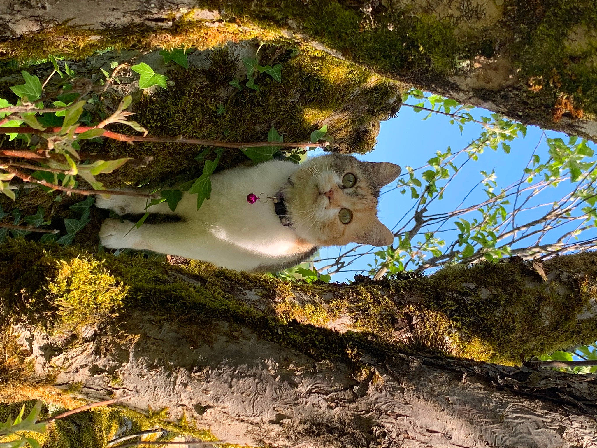 Chouquette participe au concours pour gagner de l'argent avec cette photo : art, branch, canidae, fawn, grass, landscape, natural_landscape, plant, reflection, rock, shadow, soil, sporting_group, tail, toy, tree, trunk, visual_arts, wildlife, wood
