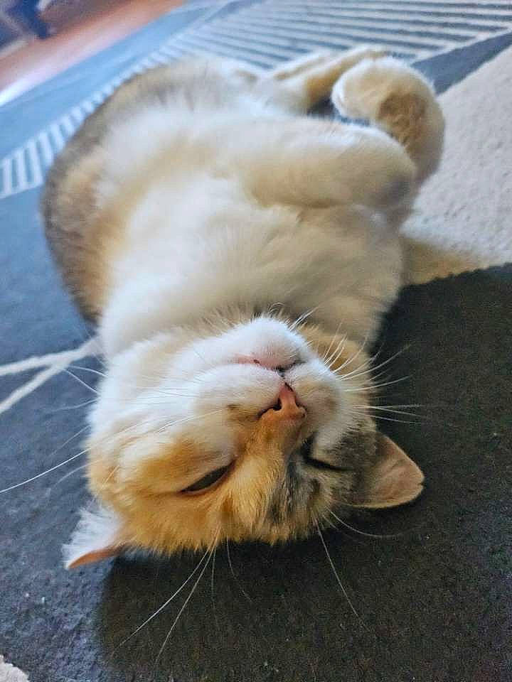 Chouquette a rejoint le concours — aidez-le/la à gagner de superbes lots ! carnivore, cat, claw, comfort, domestic_short_haired_cat, fawn, felidae, flooring, foot, fur, gesture, human_leg, leg, nap, paw, small_to_medium_sized_cats, snout, tail, terrestrial_animal, whiskers