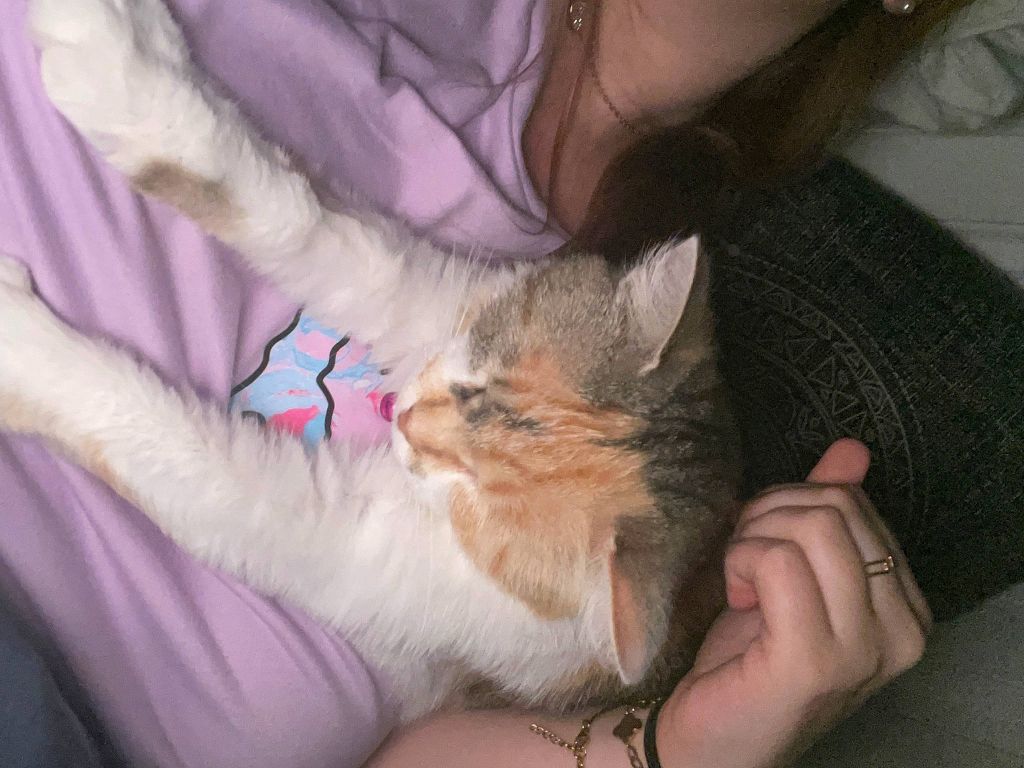 Chouquette participe au concours pour gagner de l'argent avec cette photo : carnivore, cat, claw, comfort, domestic_short_haired_cat, ear, fawn, felidae, finger, foot, fur, gesture, hand, human_leg, lap, nail, paw, small_to_medium_sized_cats, thumb, whiskers