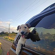 Maya a rejoint le concours — aidez-le/la à gagner de superbes lots ! dog, car, window, outdoor, sky, road, animal, pet, happy, tongue_out, fur, nature, sunlight, countryside, vehicle, reflection, daytime, transportation, travel, leisure