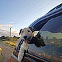 dog, car, window, outdoor, sky, road, animal, pet, happy, tongue_out, fur, nature, sunlight, countryside, vehicle, reflection, daytime, transportation, travel, leisure