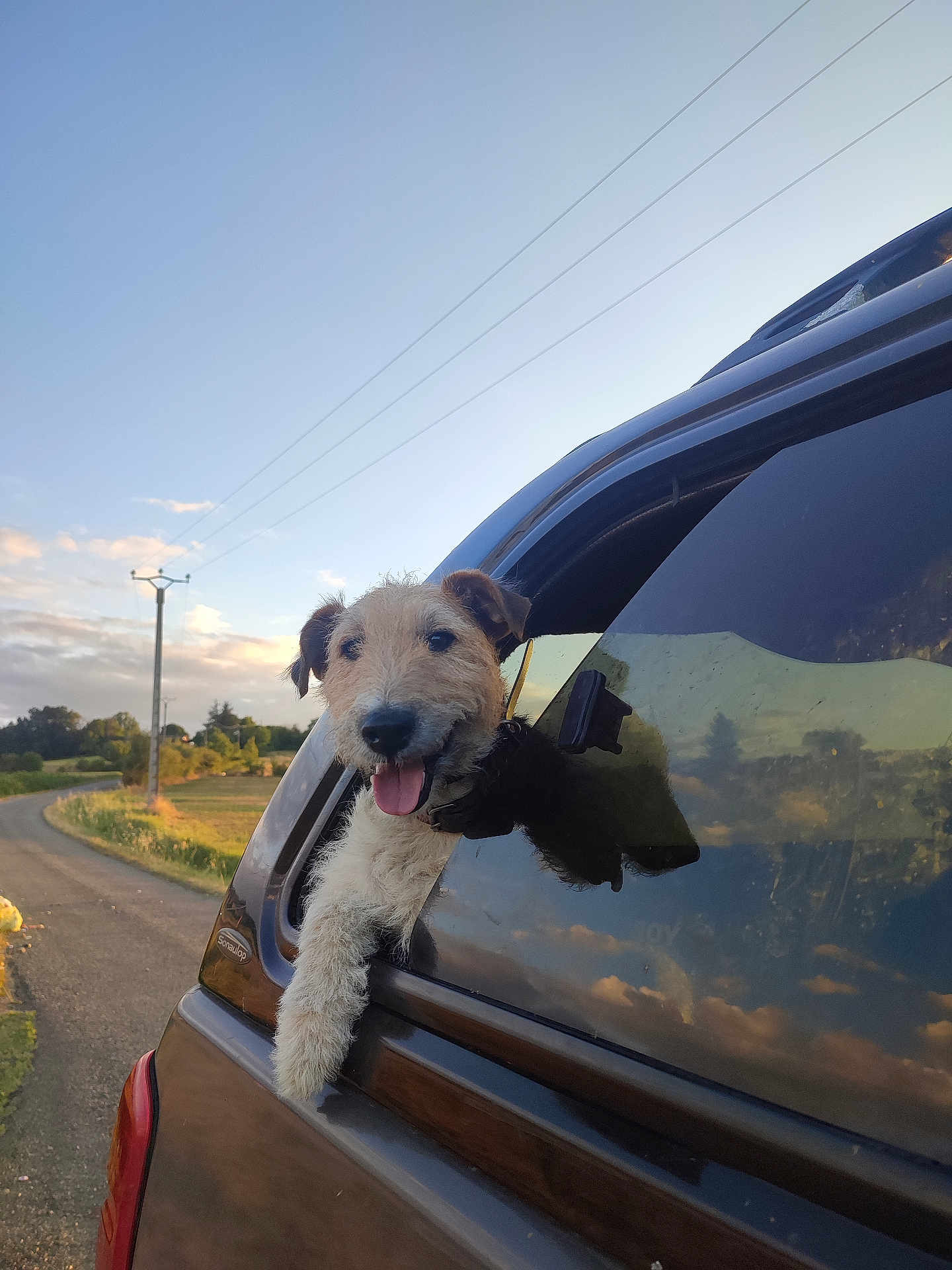 Maya a rejoint le concours — aidez-le/la à gagner de superbes lots ! dog, car, window, outdoor, sky, road, animal, pet, happy, tongue_out, fur, nature, sunlight, countryside, vehicle, reflection, daytime, transportation, travel, leisure