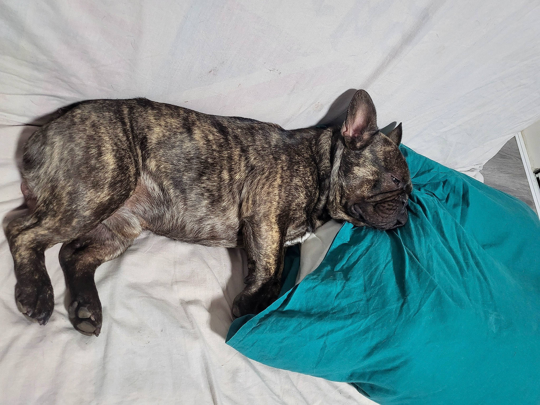 Texas a rejoint le concours — aidez-le/la à gagner de superbes lots ! canidae, carnivore, cat, claw, comfort, dog_breed, domestic_short_haired_cat, felidae, fur, nap, paw, sleep, small_to_medium_sized_cats, snout, sporting_group, tail, terrestrial_animal, whiskers