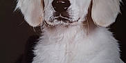 Andie participe au concours pour gagner de l'argent avec cette photo : puppy, dog, white, fluffy, portrait, closeup, pet, animal, fur, ears, face, cute, adorable, young, canine, looking, studio, background, soft, expression