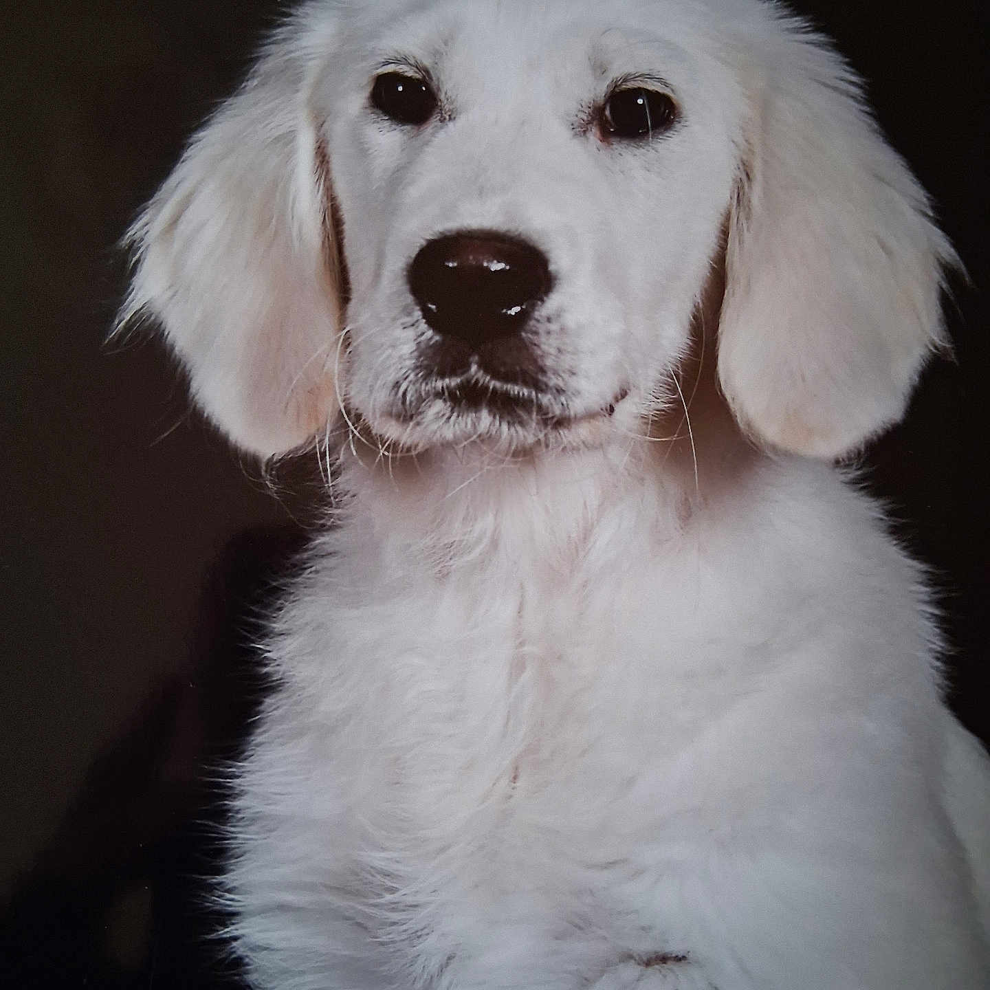 Andie