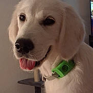 Andie participe au concours pour gagner de l'argent avec cette photo : dog, golden_retriever, puppy, pet, indoor, smiling, tongue_out, collar, green_collar, fur, cute, animal, canine, face, ears, nose, whiskers, domestic_animal, pet_accessory, background