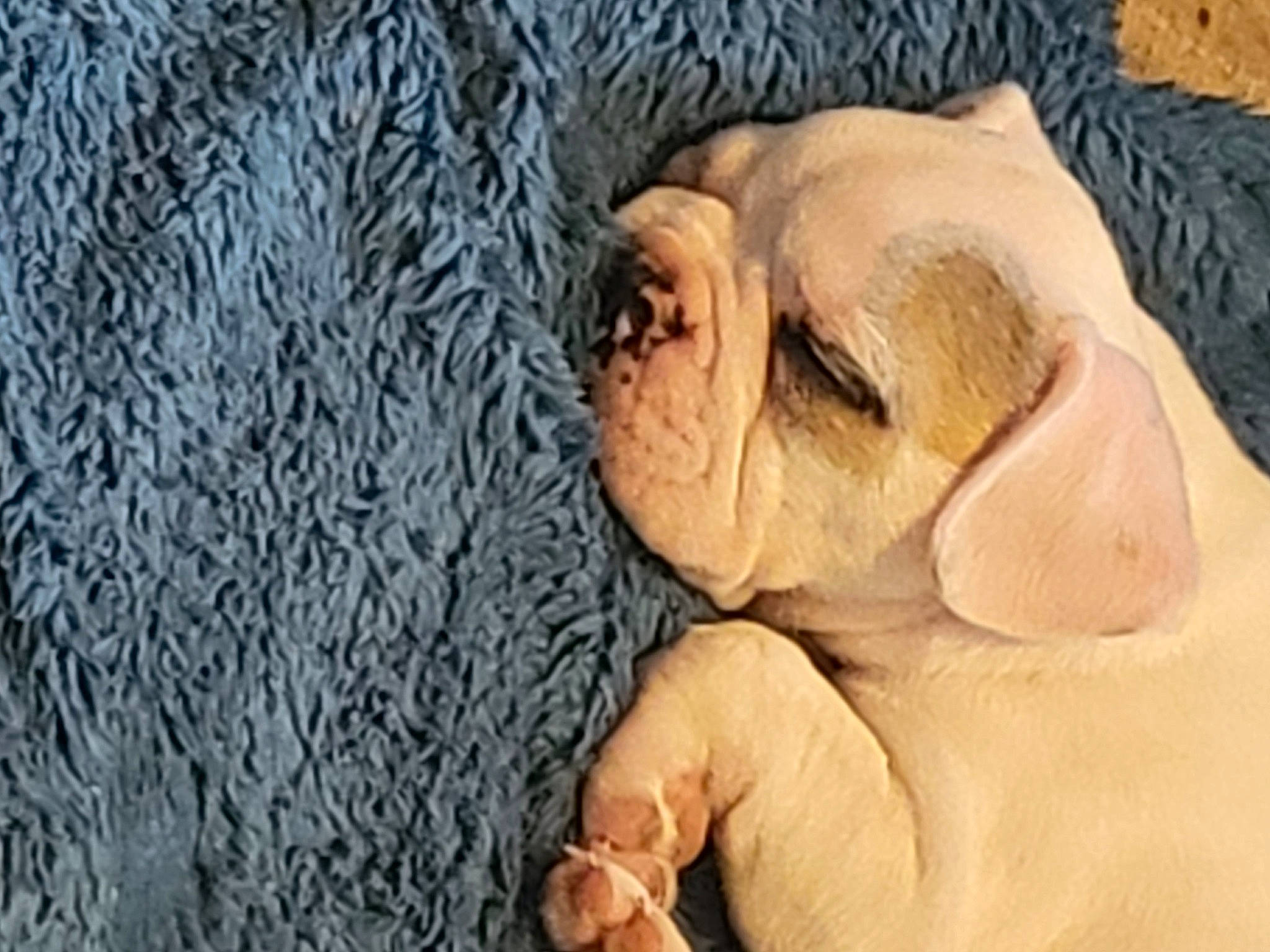 Vanille a rejoint le concours — aidez-le/la à gagner de superbes lots ! ancient_dog_breeds, carnivore, comfort, companion_dog, dog, dog_breed, fawn, fur, linens, nap, nose, paw, sleep, snout, sporting_group, terrestrial_animal, whiskers, wood, working_animal, wrinkle