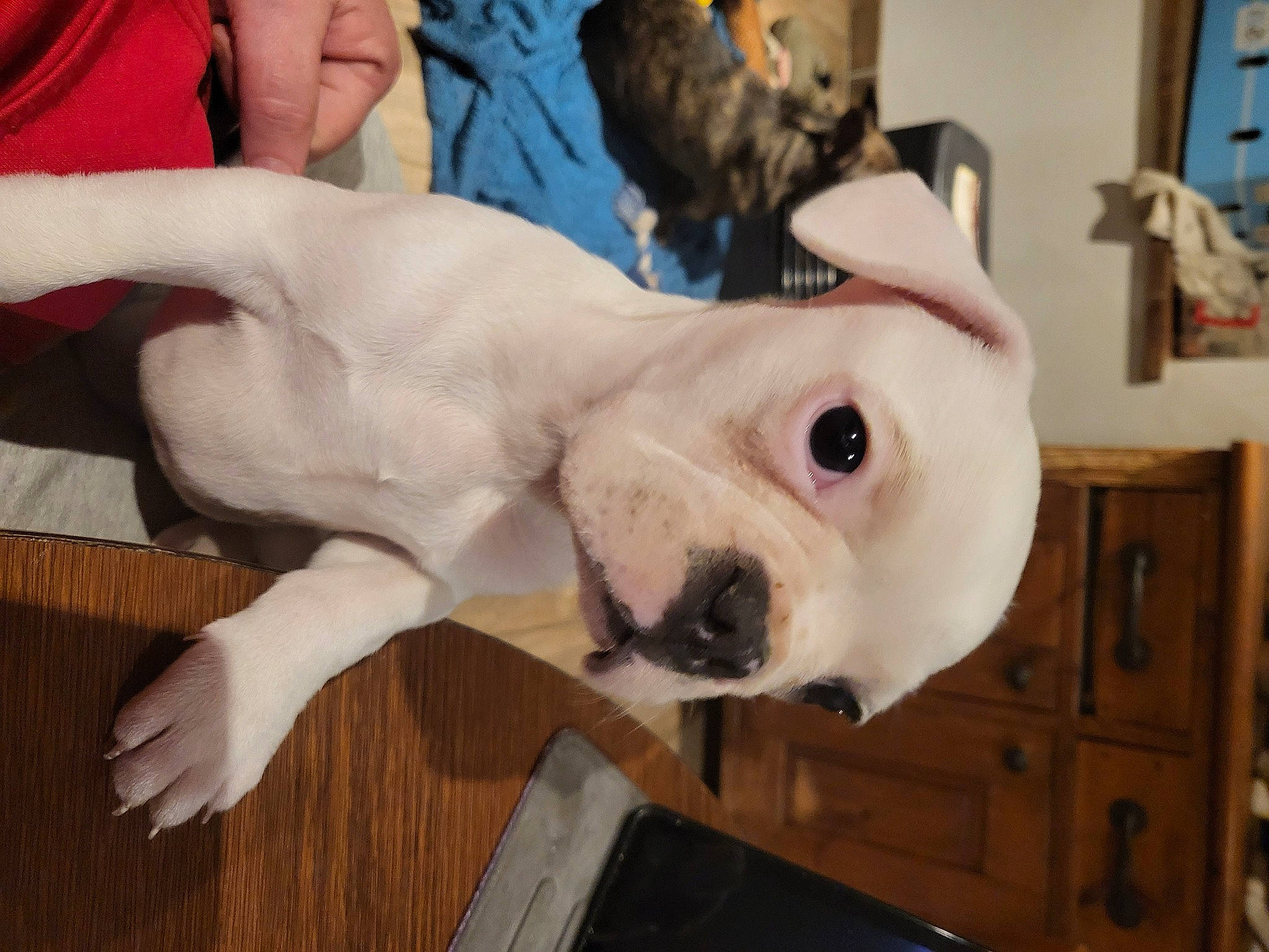 Vanille a rejoint le concours — aidez-le/la à gagner de superbes lots ! canidae, carnivore, collar, companion_dog, dog, dog_breed, drawer, ear, fawn, flooring, fur, guard_dog, hardwood, pet_supply, snout, sporting_group, varnish, whiskers, wood, working_animal