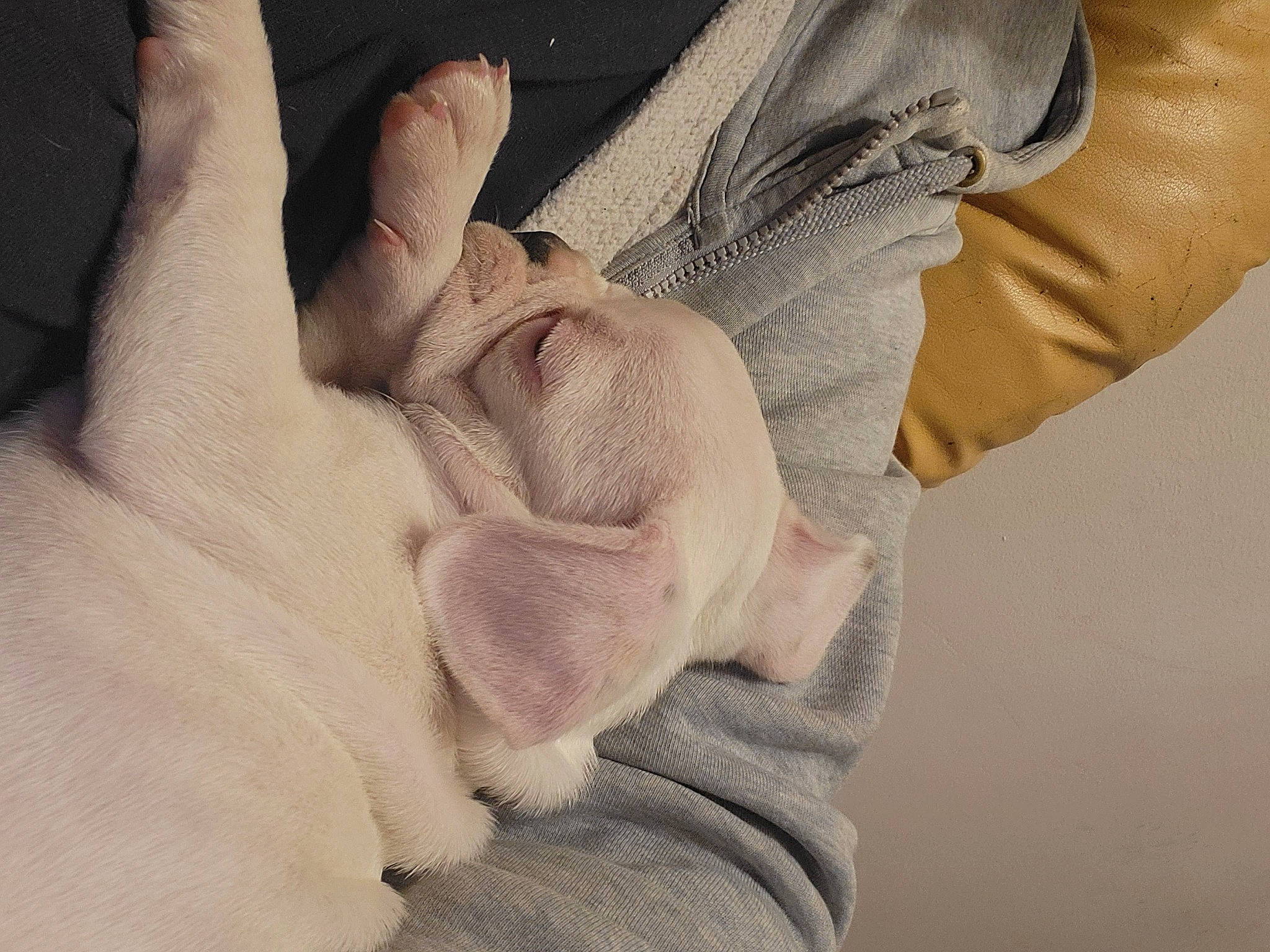 Vanille participe au concours pour gagner de l'argent avec cette photo : abdomen, art, comfort, fashion_accessory, finger, flesh, foot, fur, gesture, glove, human_leg, jaw, linens, nail, sleeve, textile, thumb, wool, wrinkle, wrist