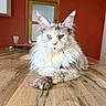 cat, fluffy, long_hair, wooden_table, indoor, pet, feline, relaxed, majestic, ears, whiskers, eyes, fur, home, door, red_wall, animal, portrait, domestic, resting